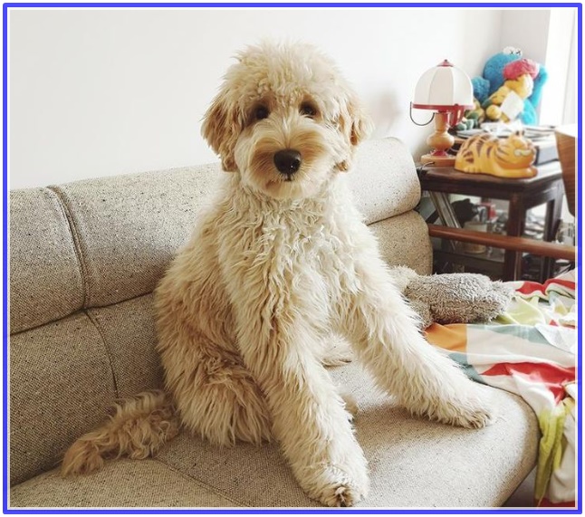 映画ハウの俳優犬ベックの犬種はゴールデンドゥードル 演技力が名優級と称賛される理由は トレンドのいずみ365